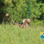 Z KAMERĄ PO BOISKACH – SKRÓTY Z WEEKENDU #130
